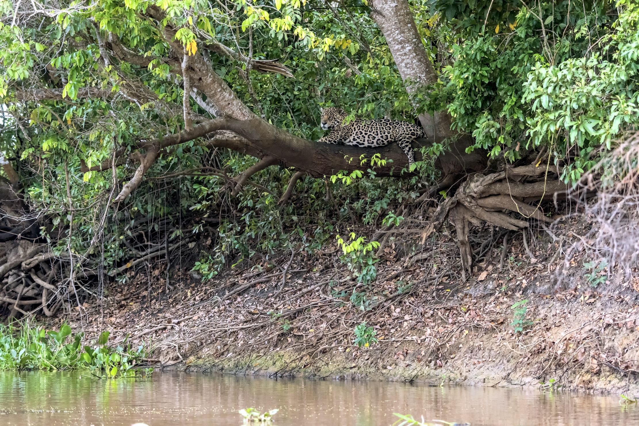 Pantanal 2015 - Jaguaro e il suo ambiente