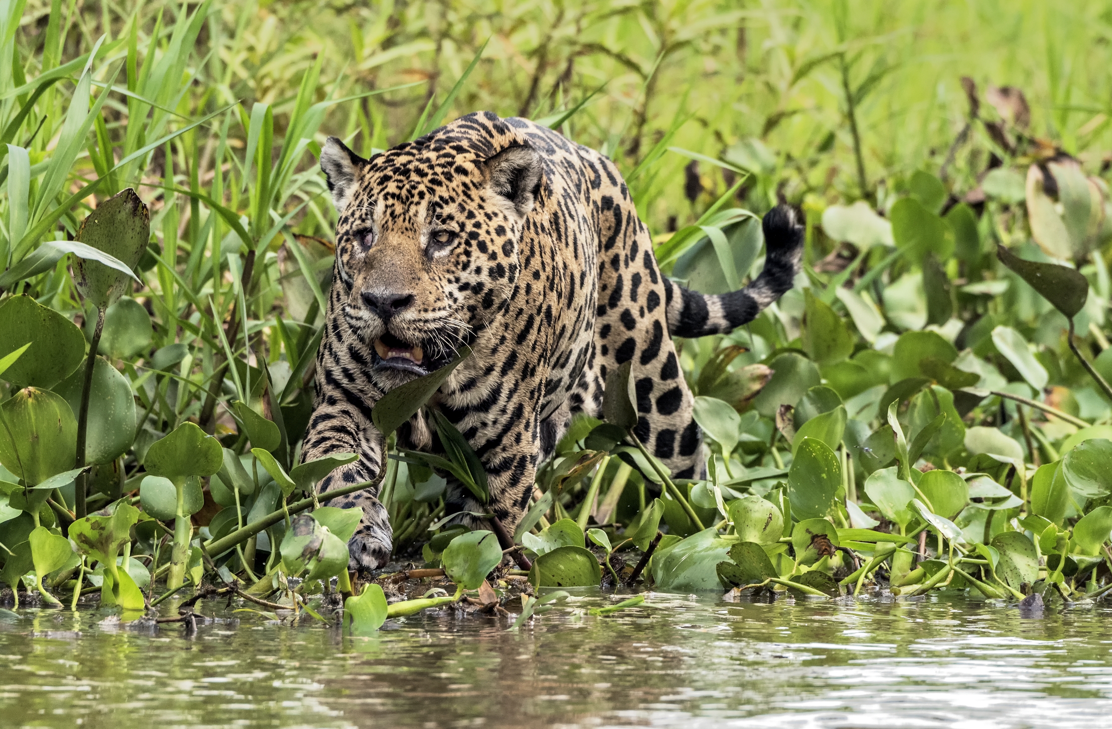 Pantanal 2015 - Jaguar