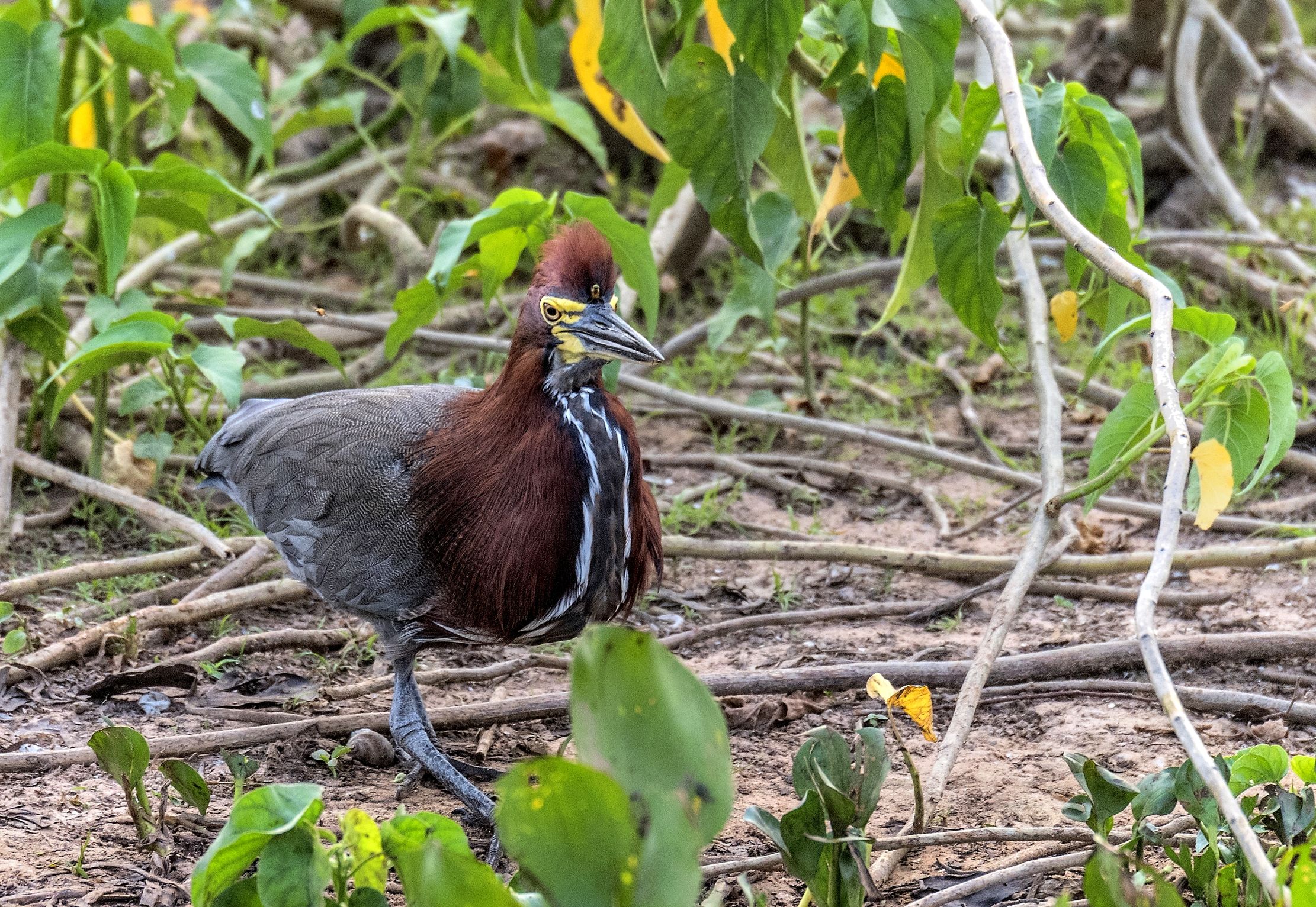 Pantanal 2015 - Airone tigrato