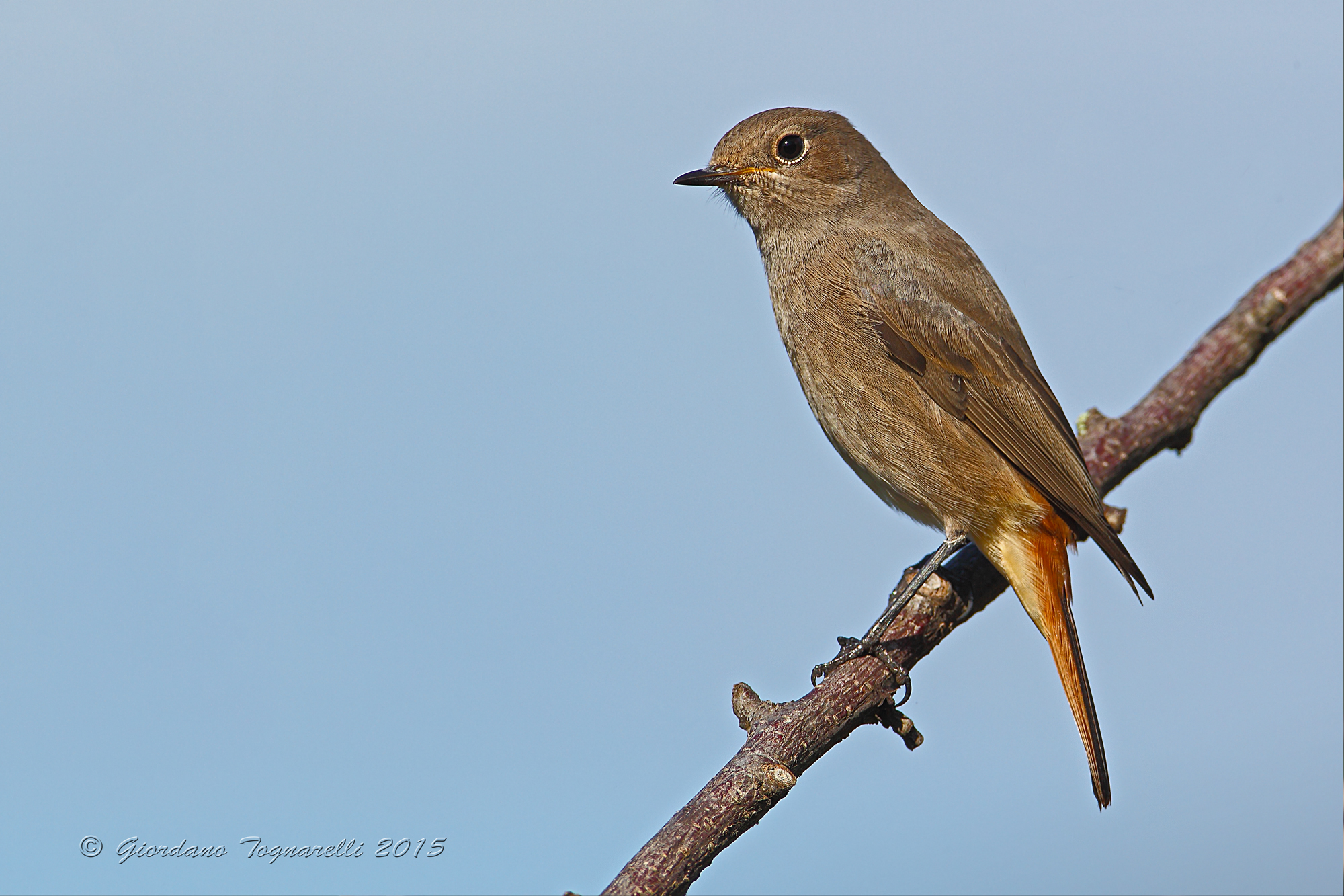 Redstart F