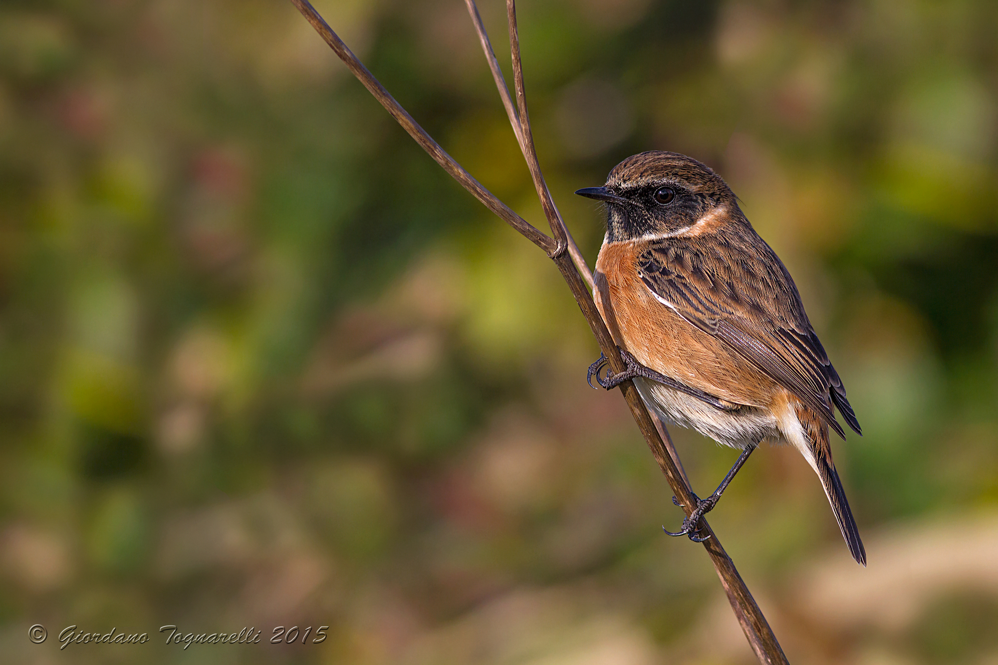 Stonechat M
