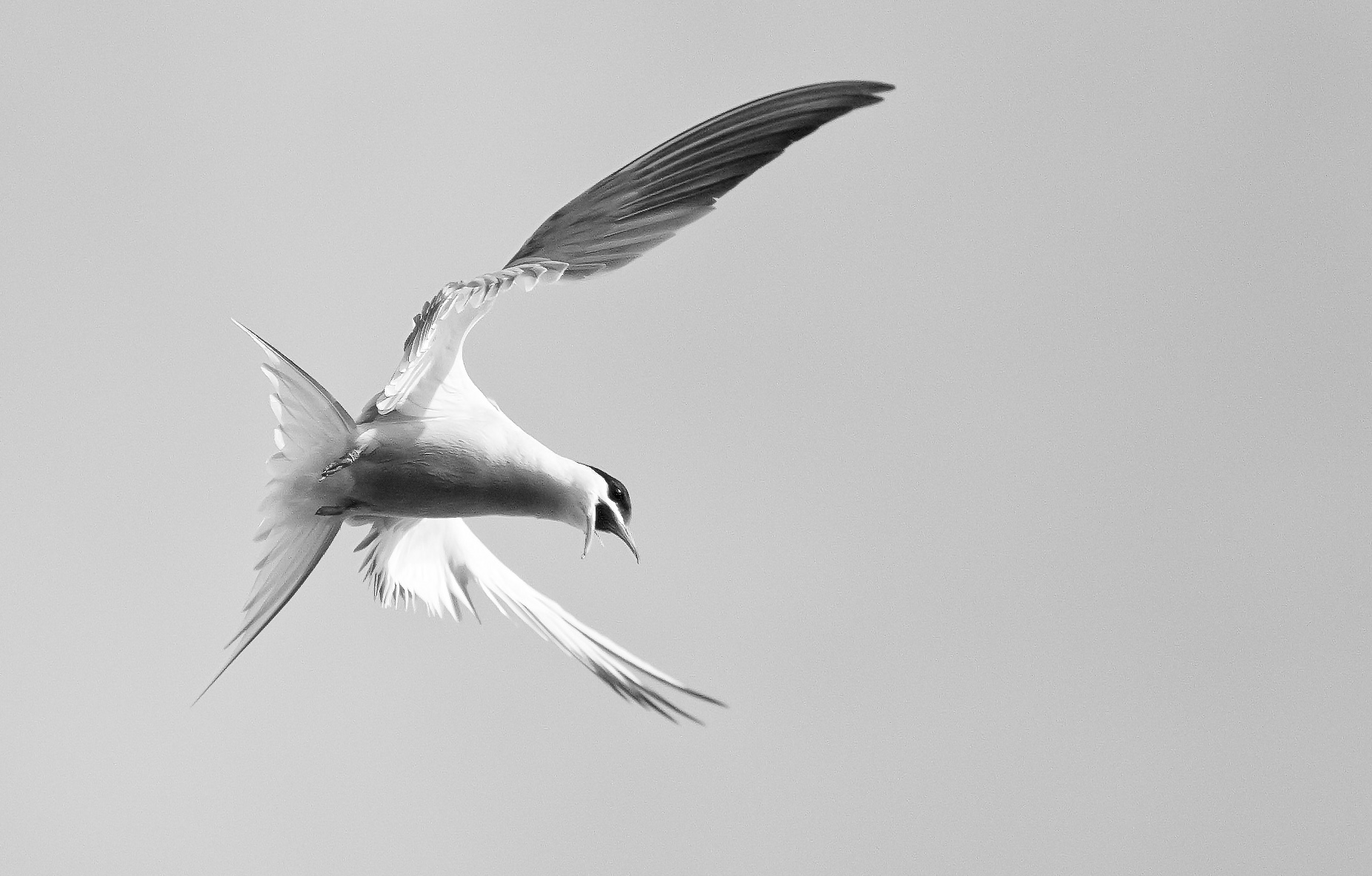 tern