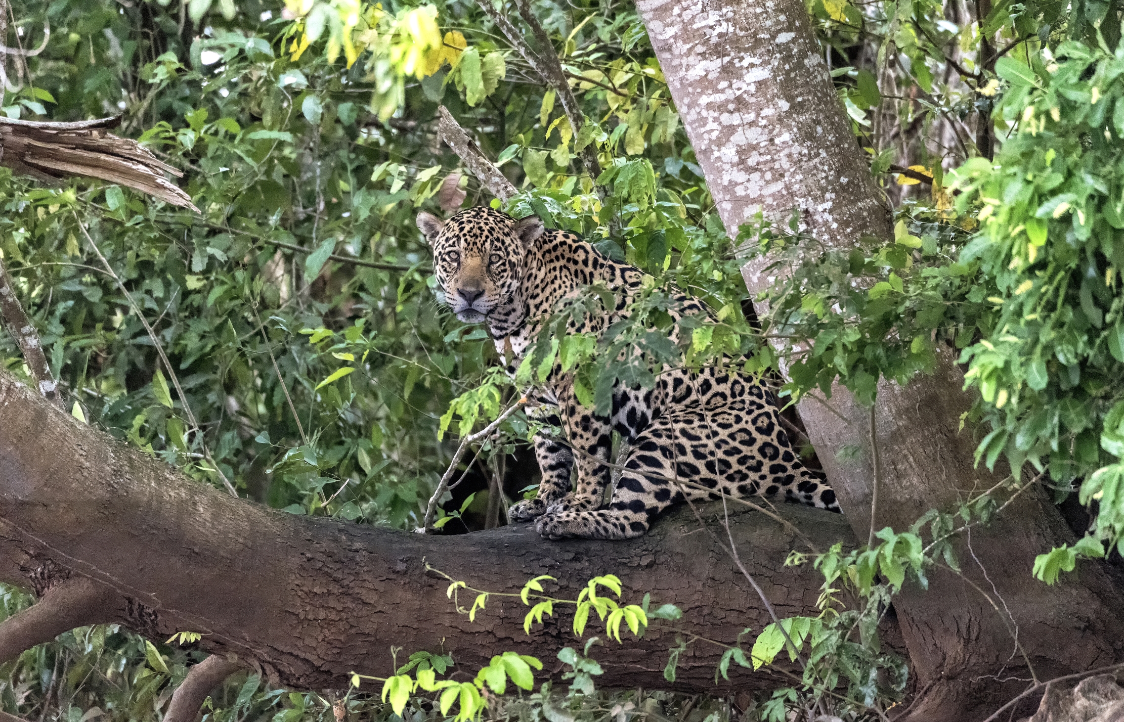 Pantanal 2015 - Sull'albero vista fiume