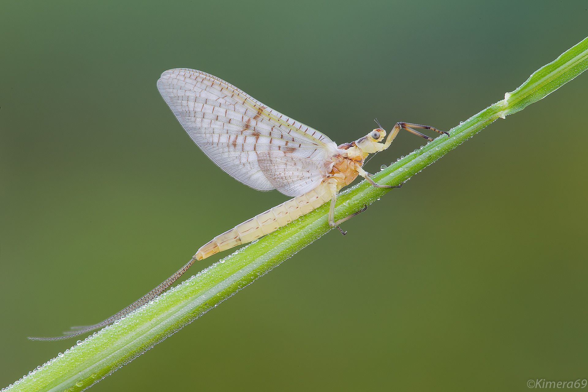 Ephemera glaucops female