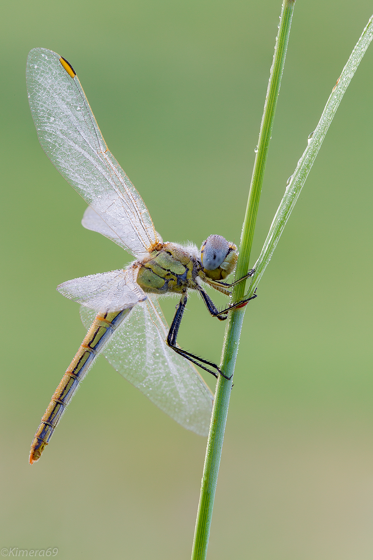 Sympetrum fonscolombii