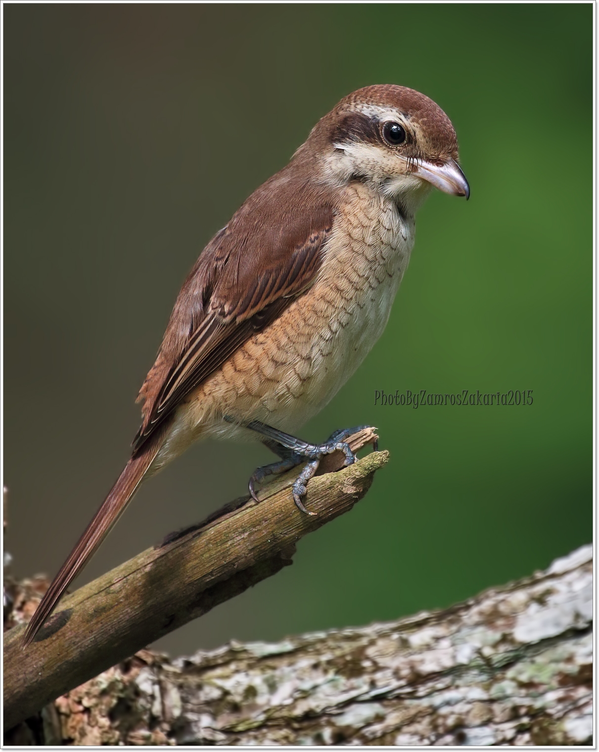 Brown Shrike
