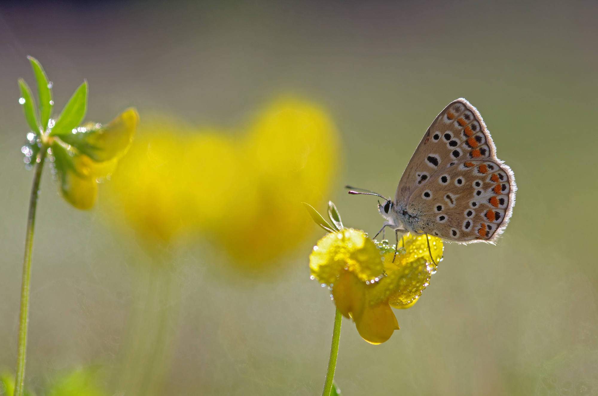 Icarus among buttercups
