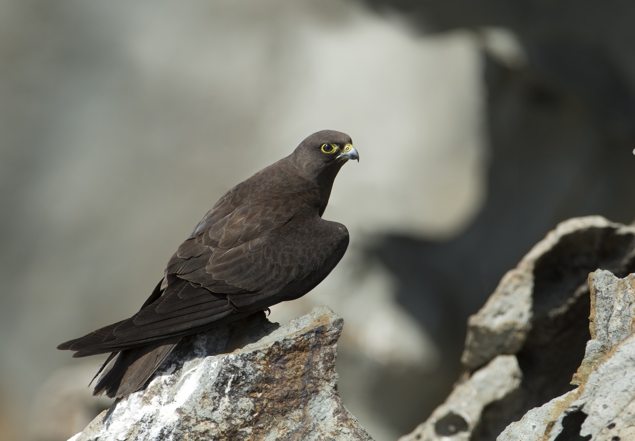 falco eleonorae 2015 morfismo scuro