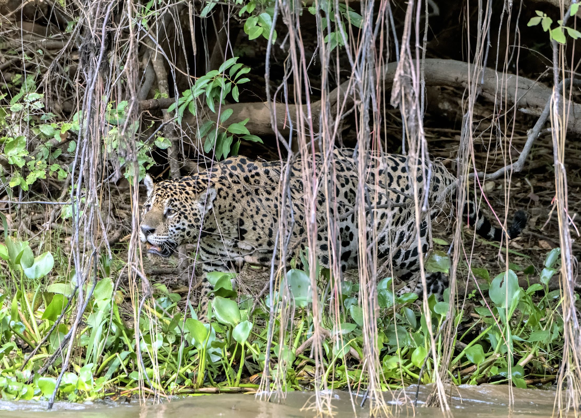 Pantanal 2015 - Jaguar