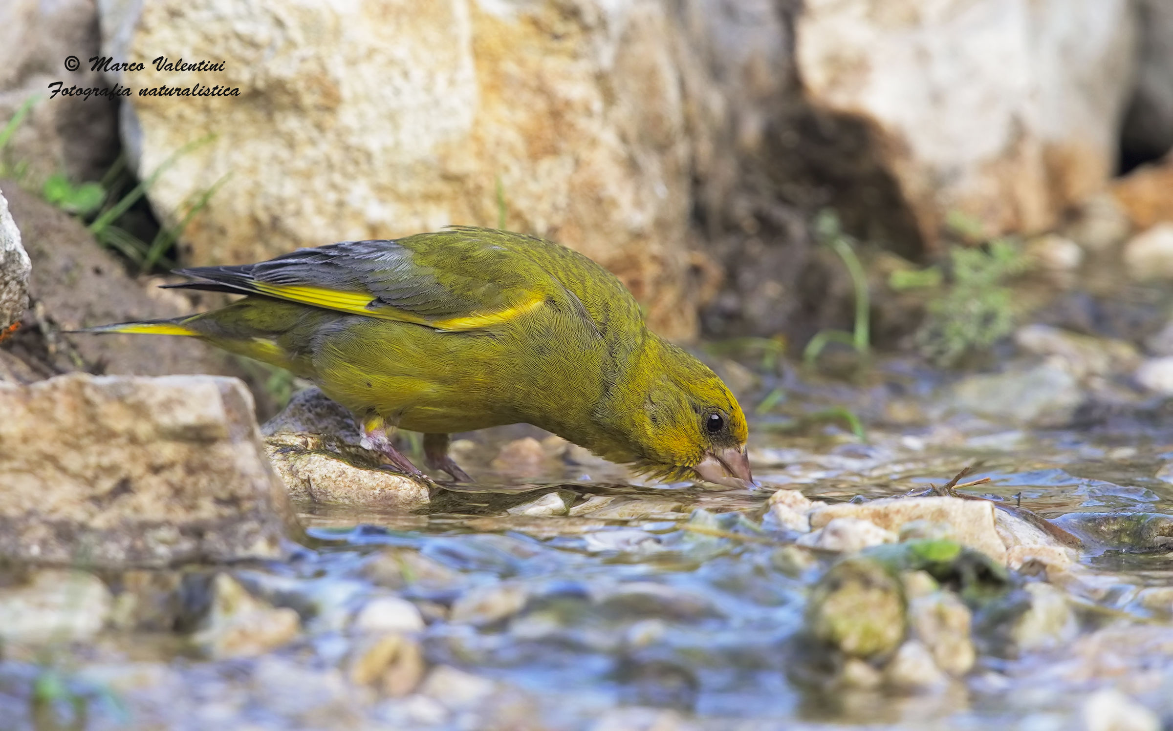 Thirst greenfinch