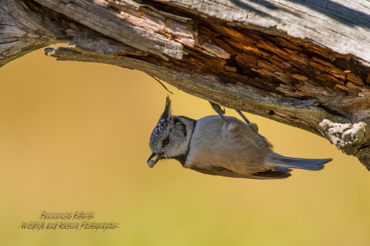 guarda come dondolo.....