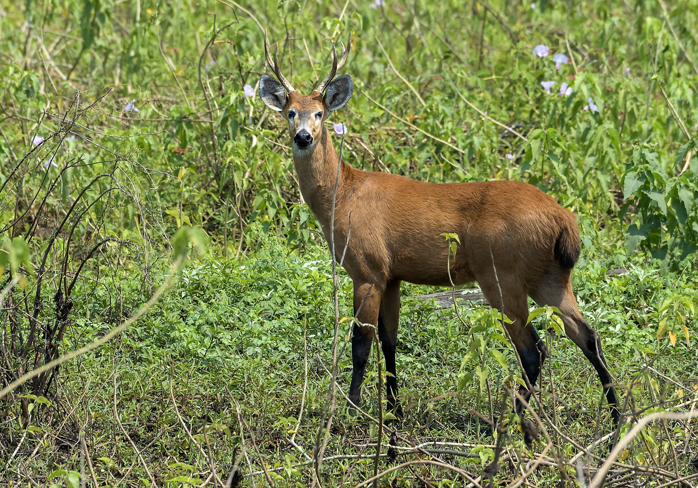 Pantanal 2015 - Cervo di Palude