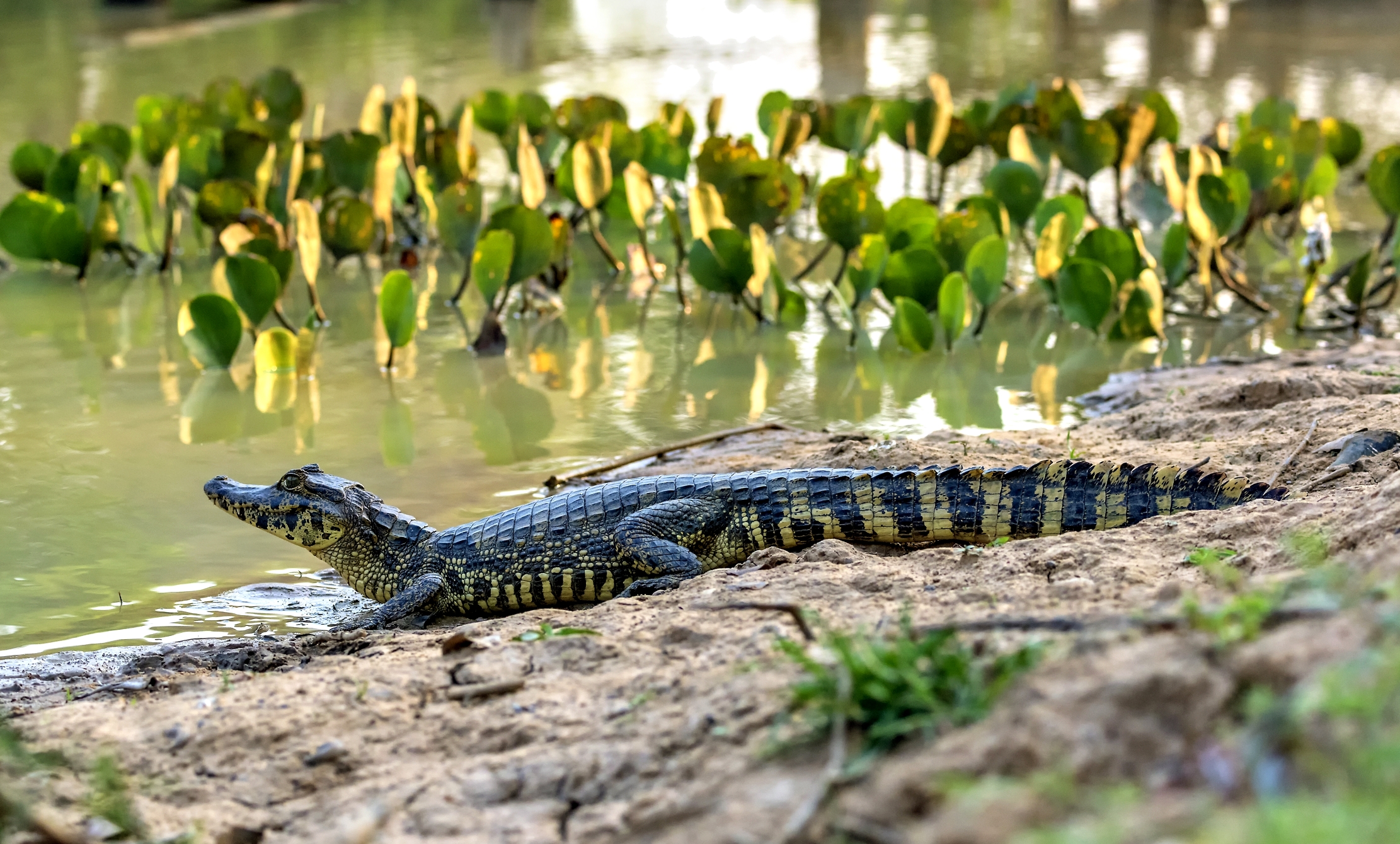 Pantanal 2015 - Giovane caimano