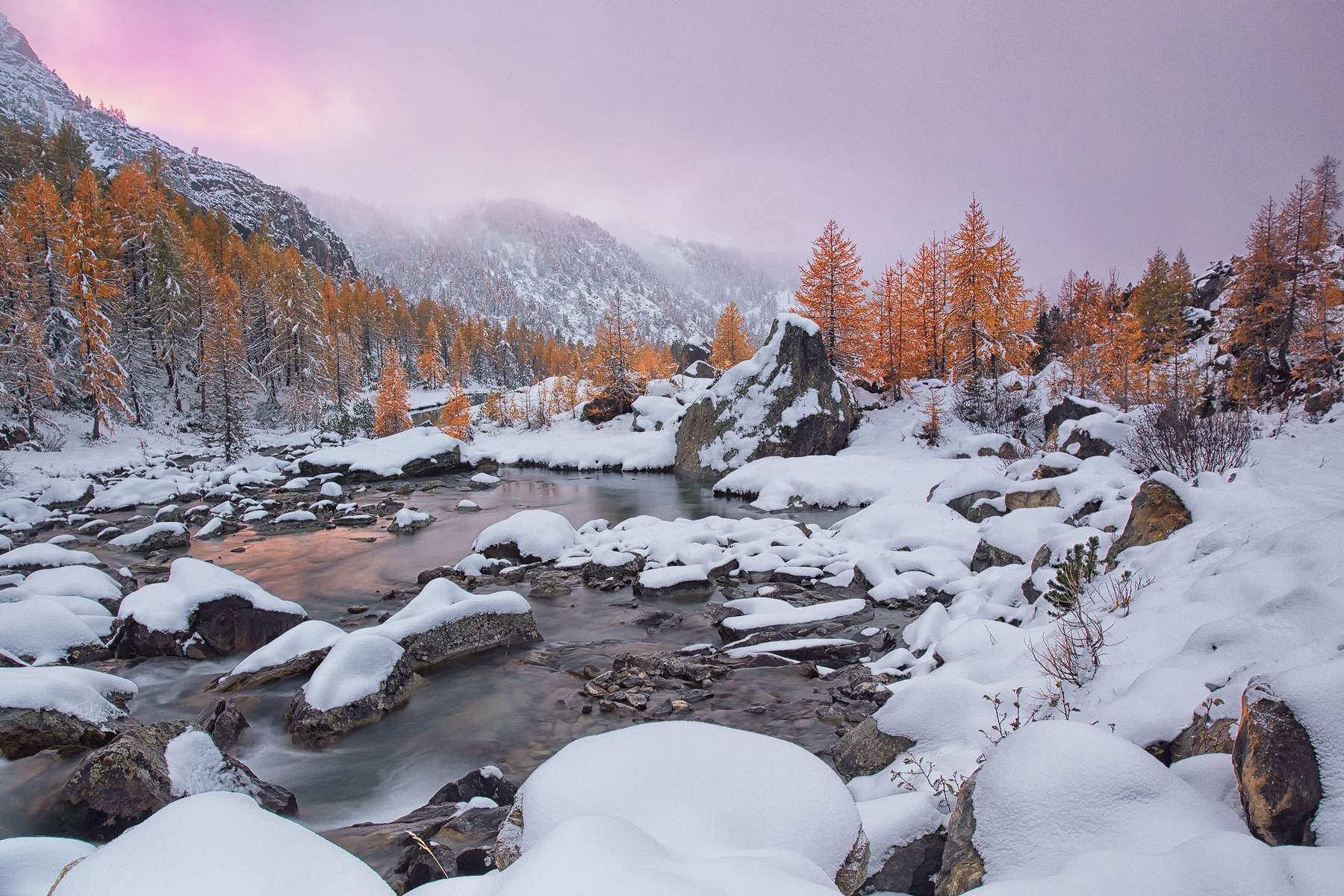 Larch trees in the snow