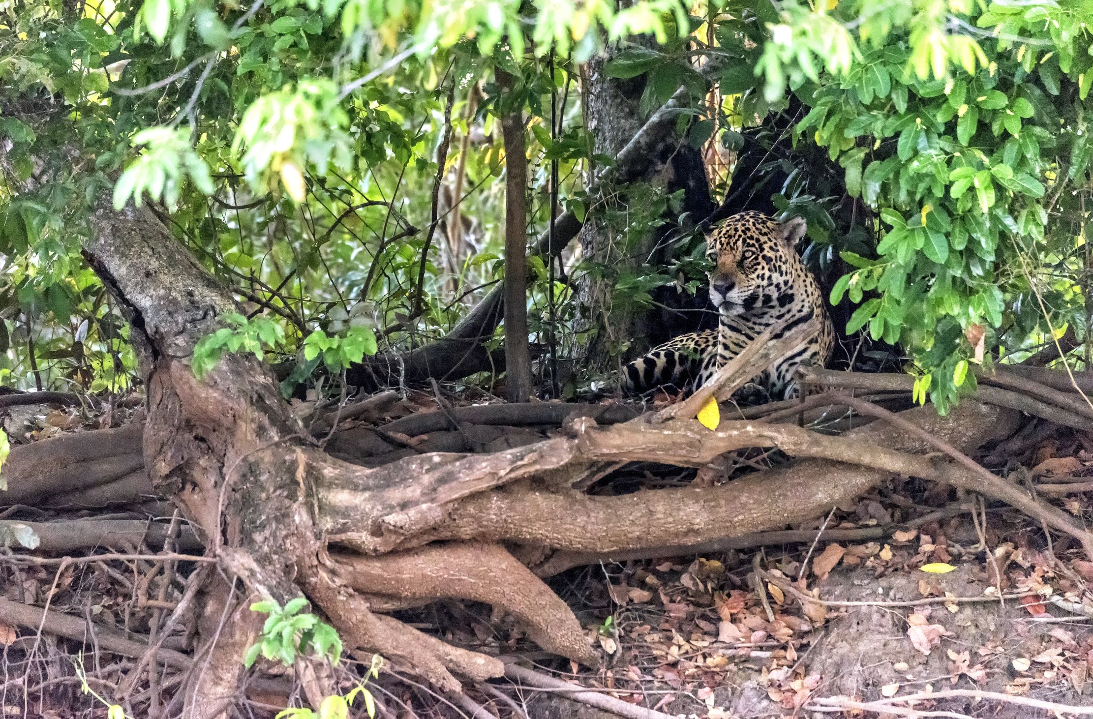 Pantanal 2015 - Jaguar .. sull'albero vista fiume