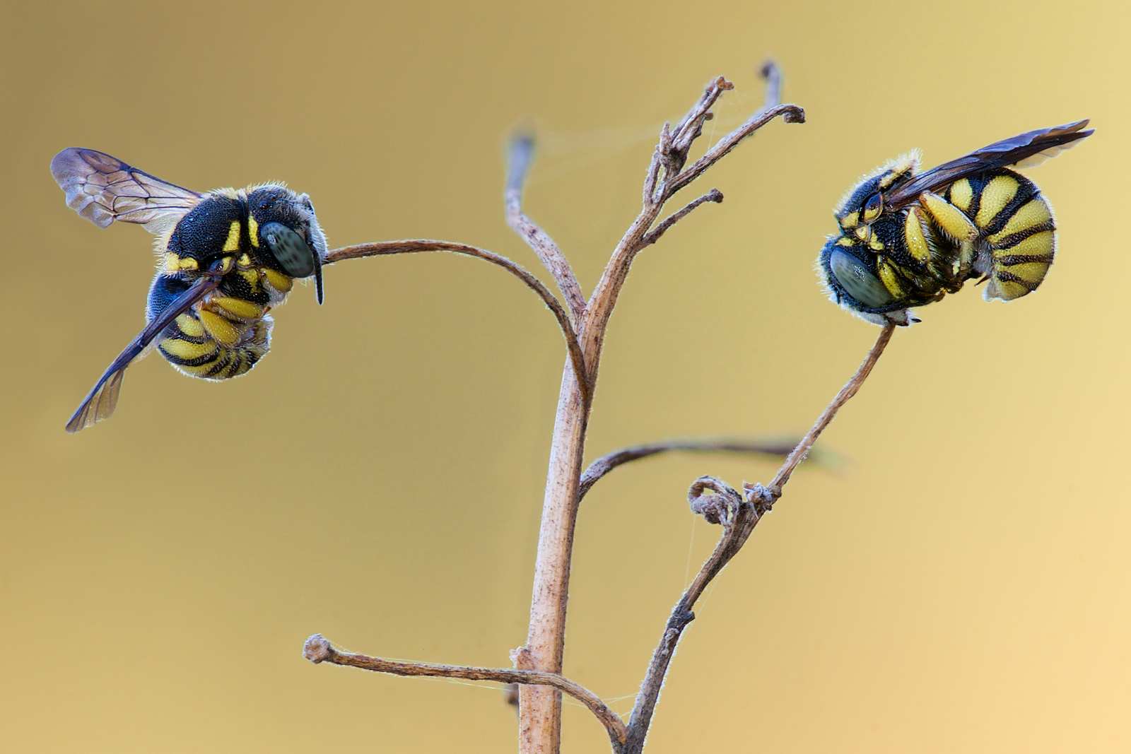 Anthidiellum strigatum.