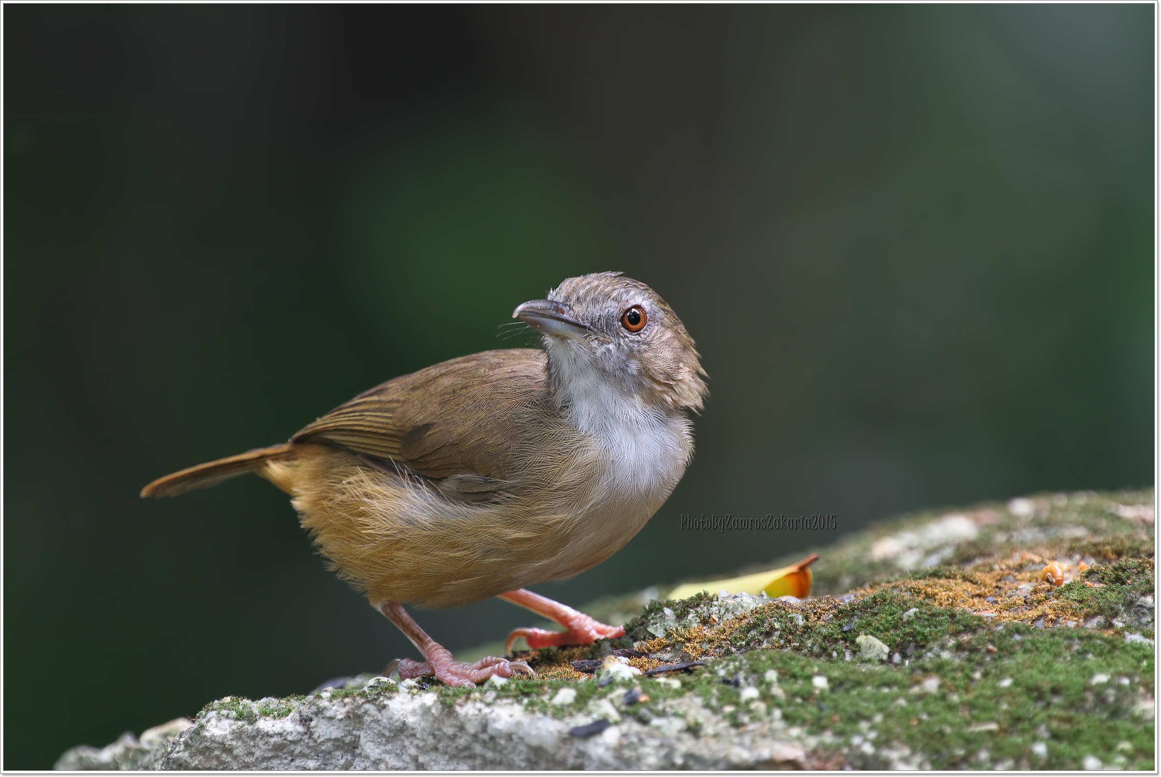 Abbott's Babbler