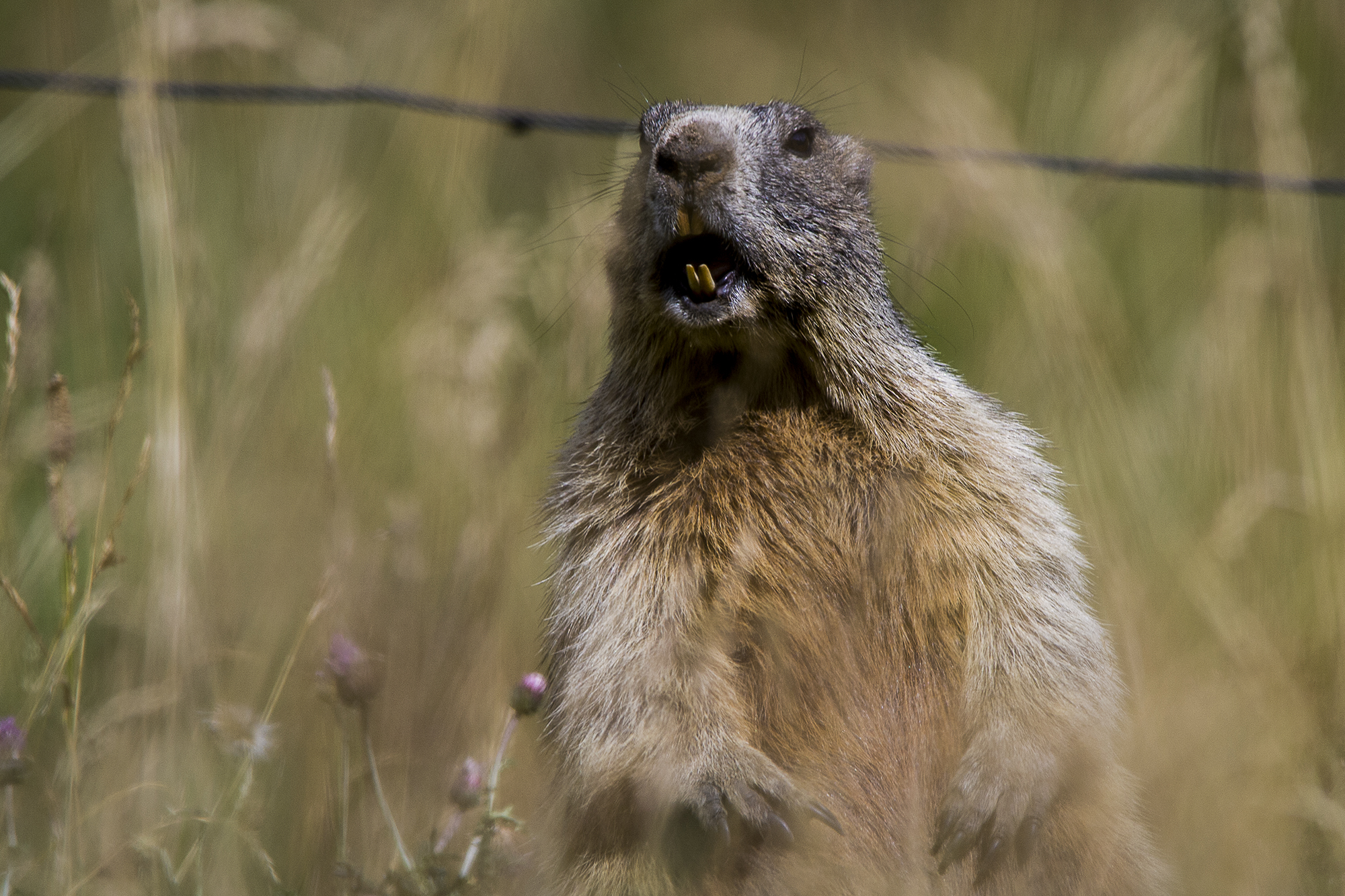 Marmotta in Val Duron