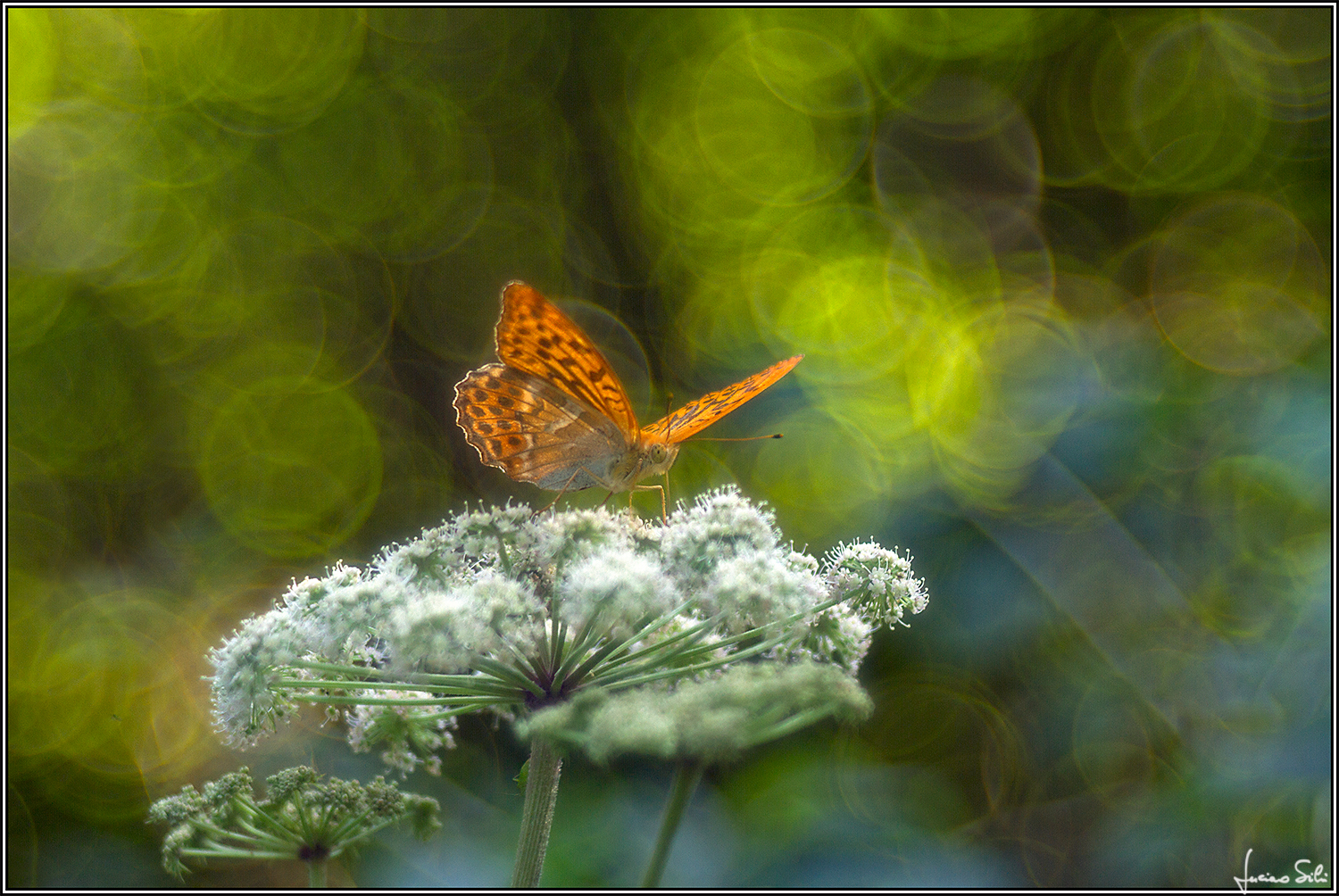 Argynnis paphia