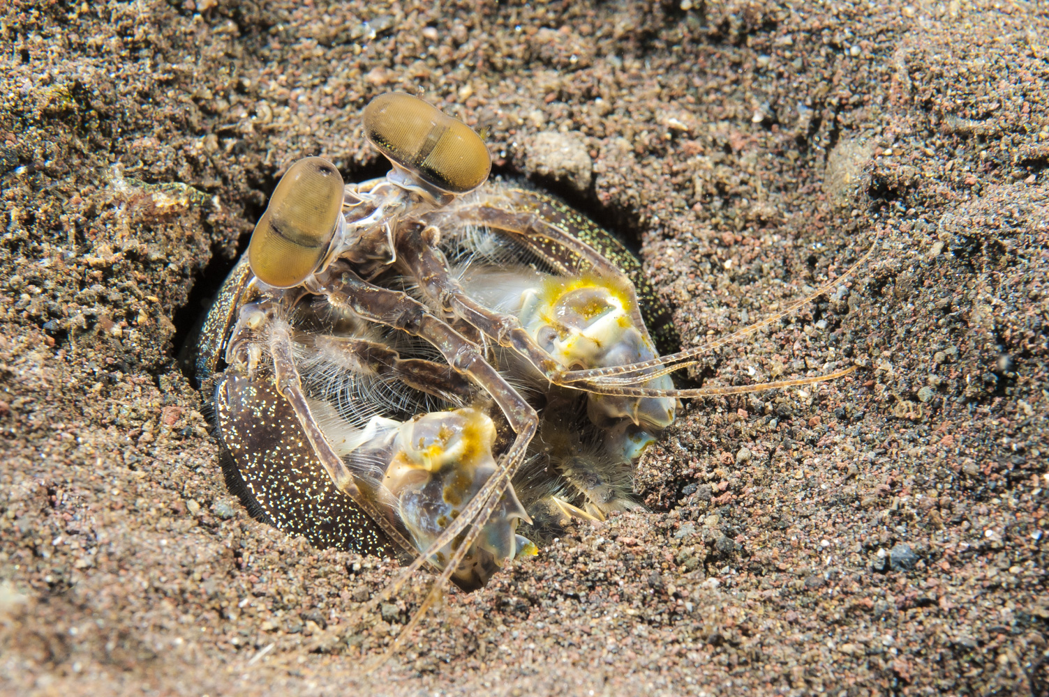 lysiosquillina sulcata