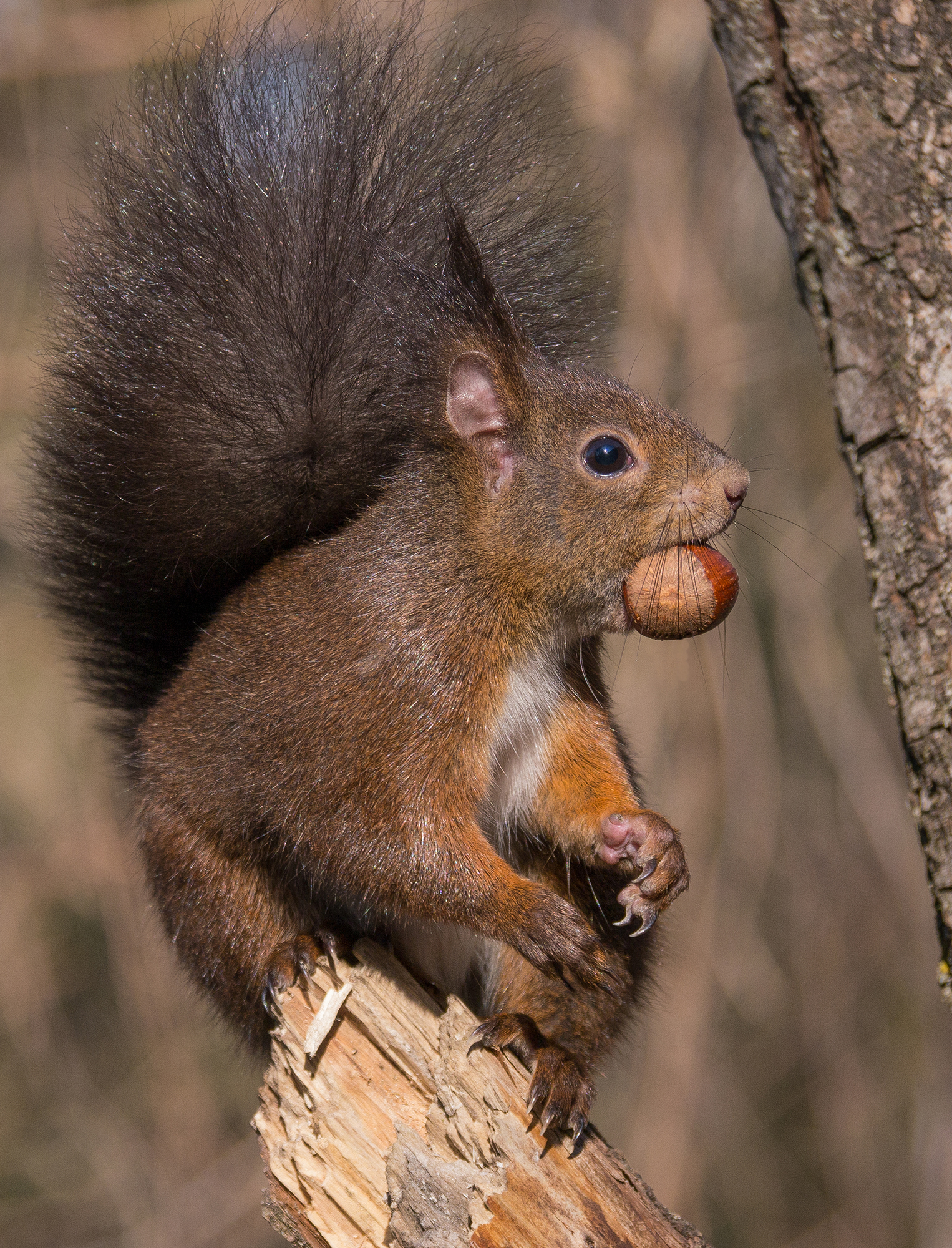 Non si parla a bocca piena.
