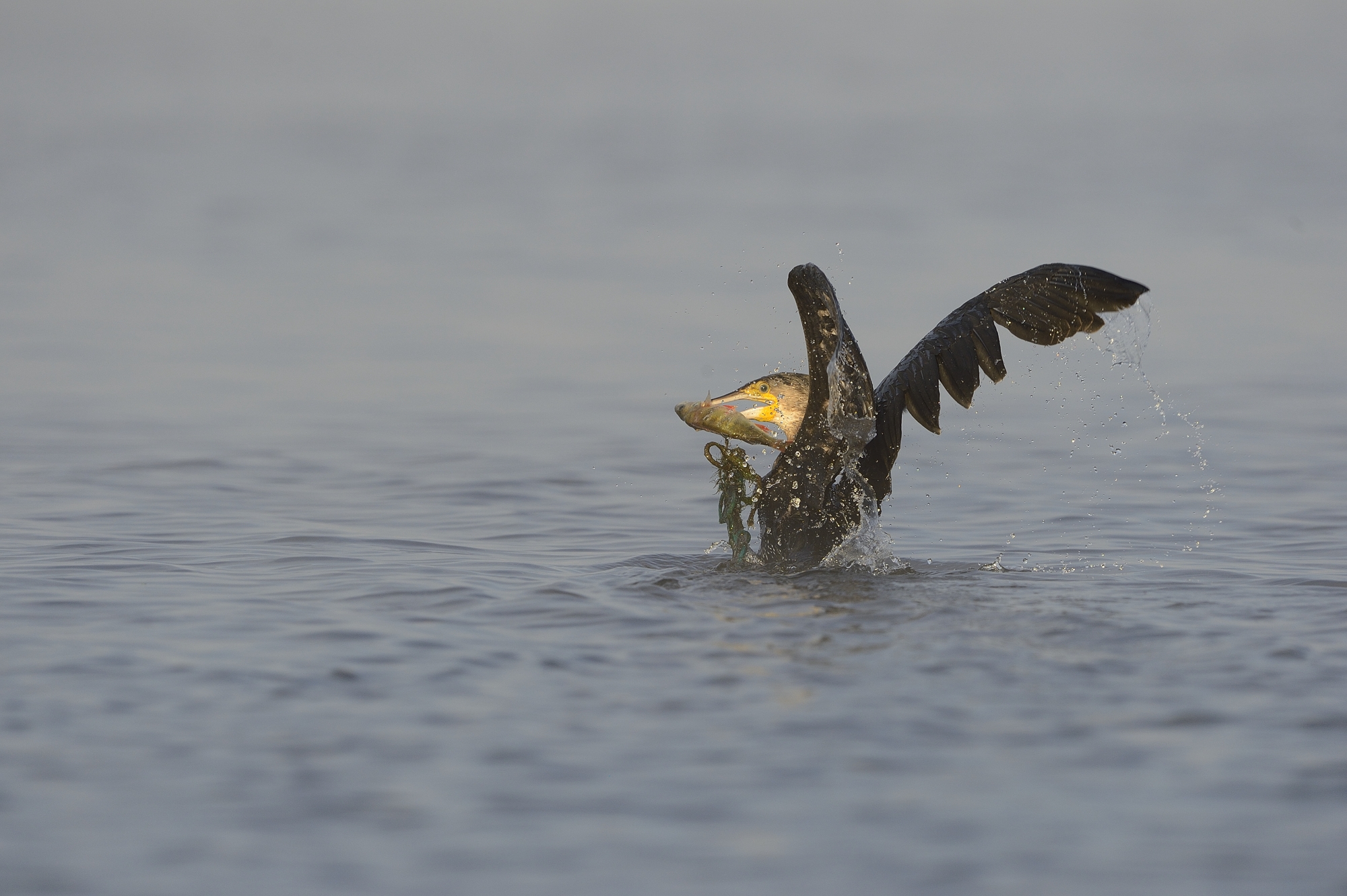cormorant and prey