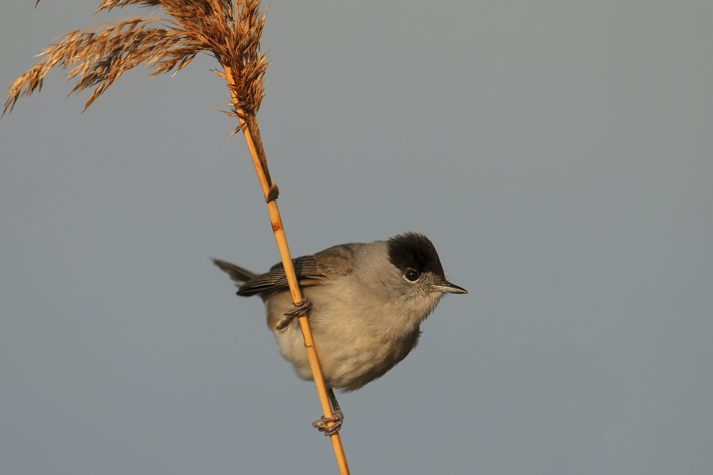 blackcap