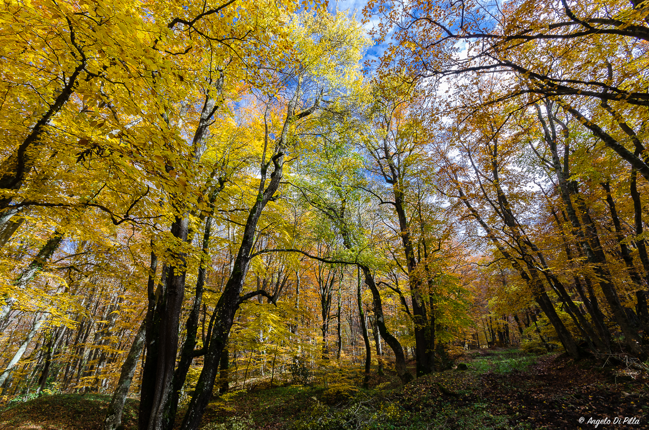 I colori del bosco.....