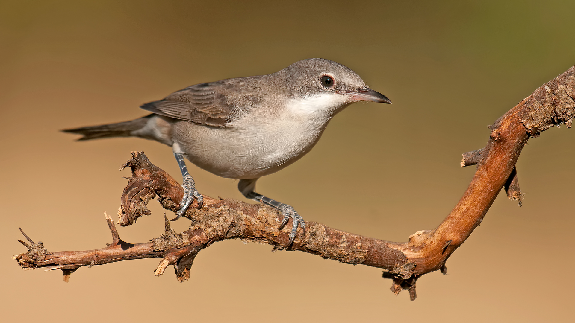 Eastern Orphean Warbler