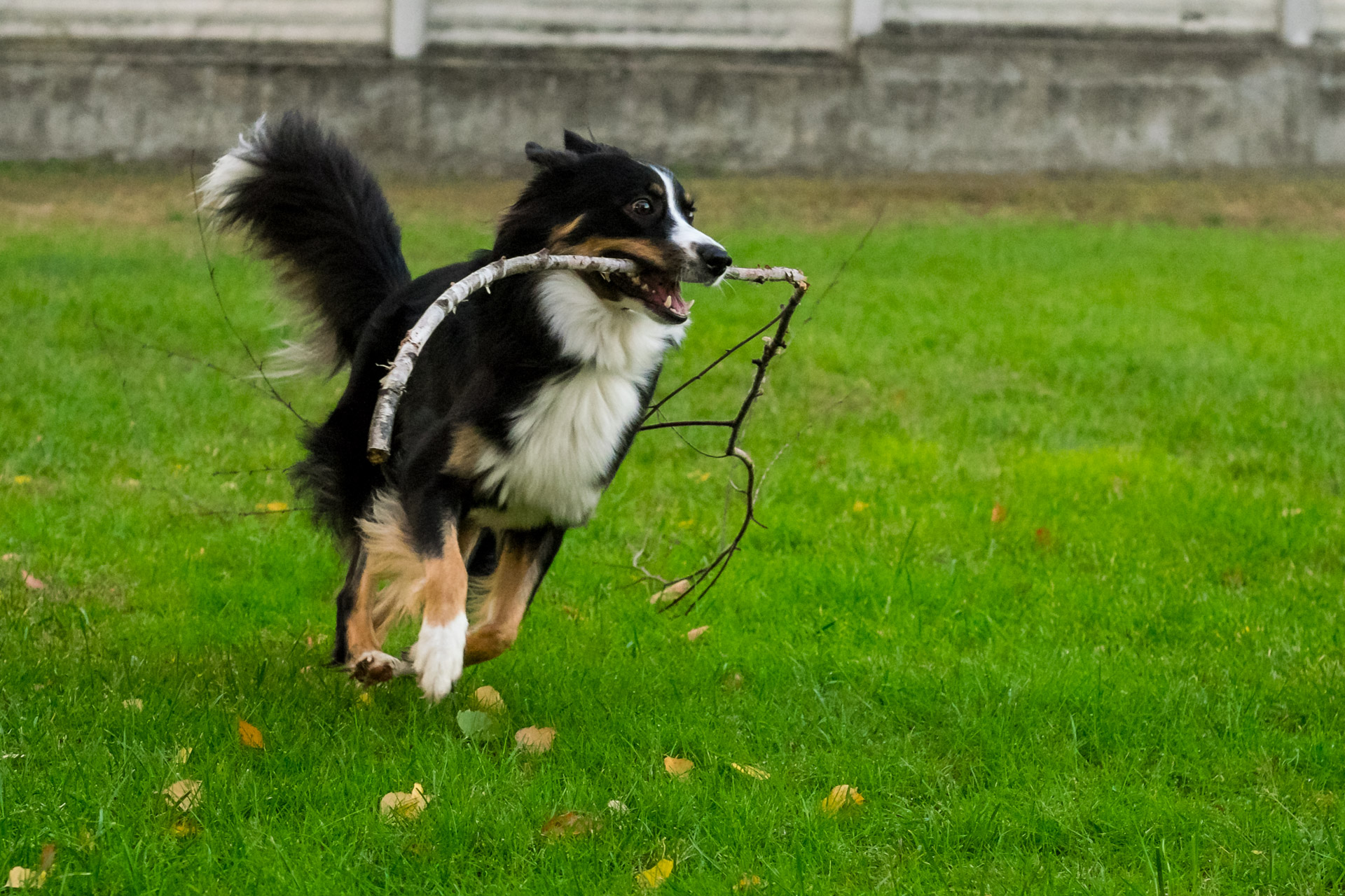 Kira che gioca, Legnano