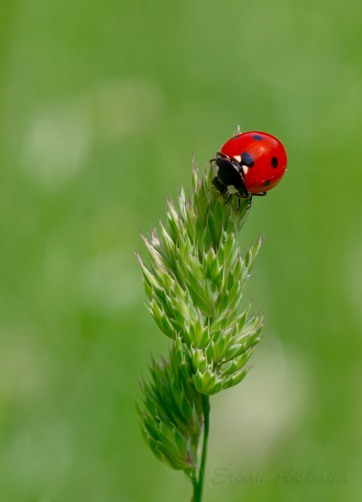 Coccinellidae