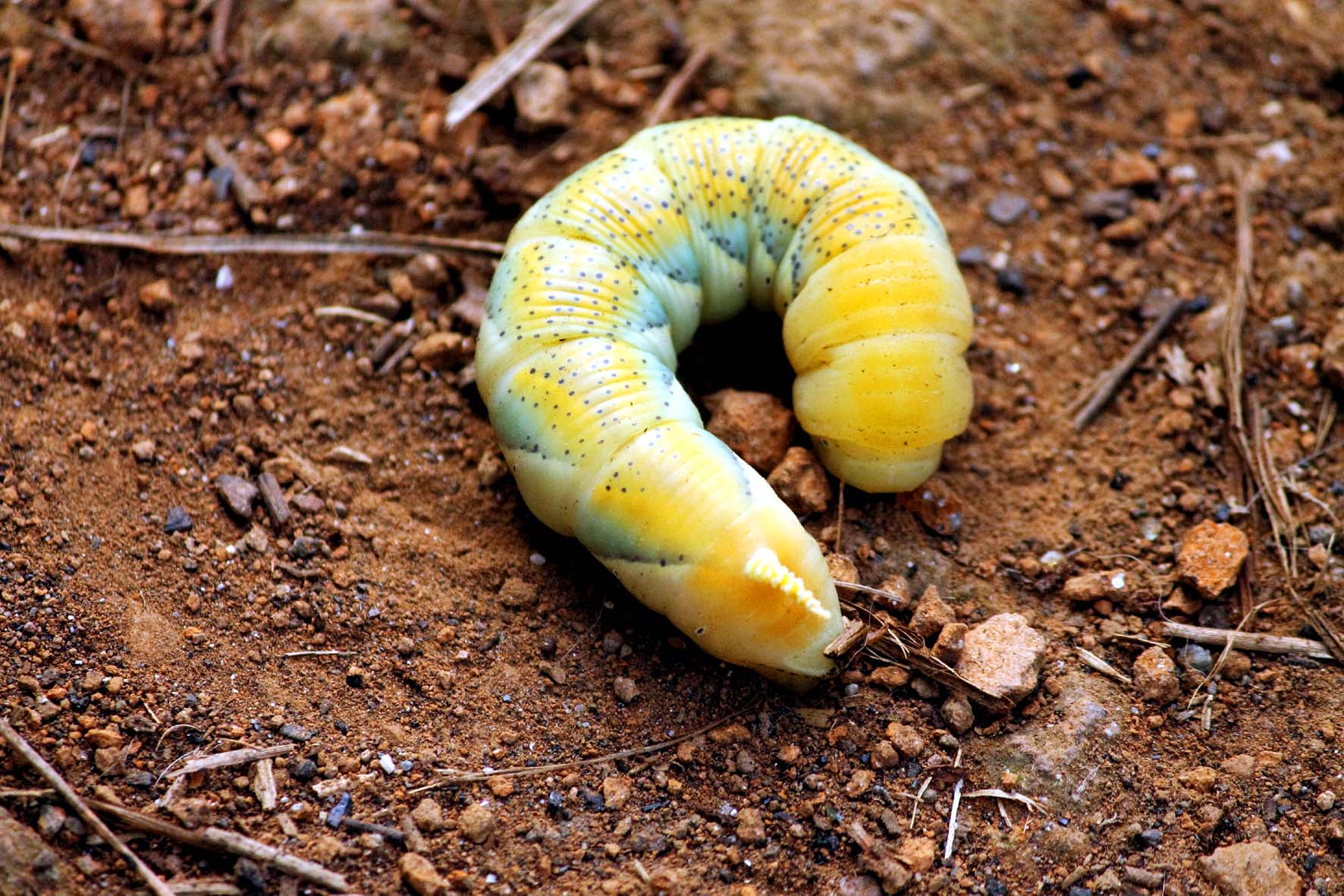 Bruco sfinge testa di morto_1