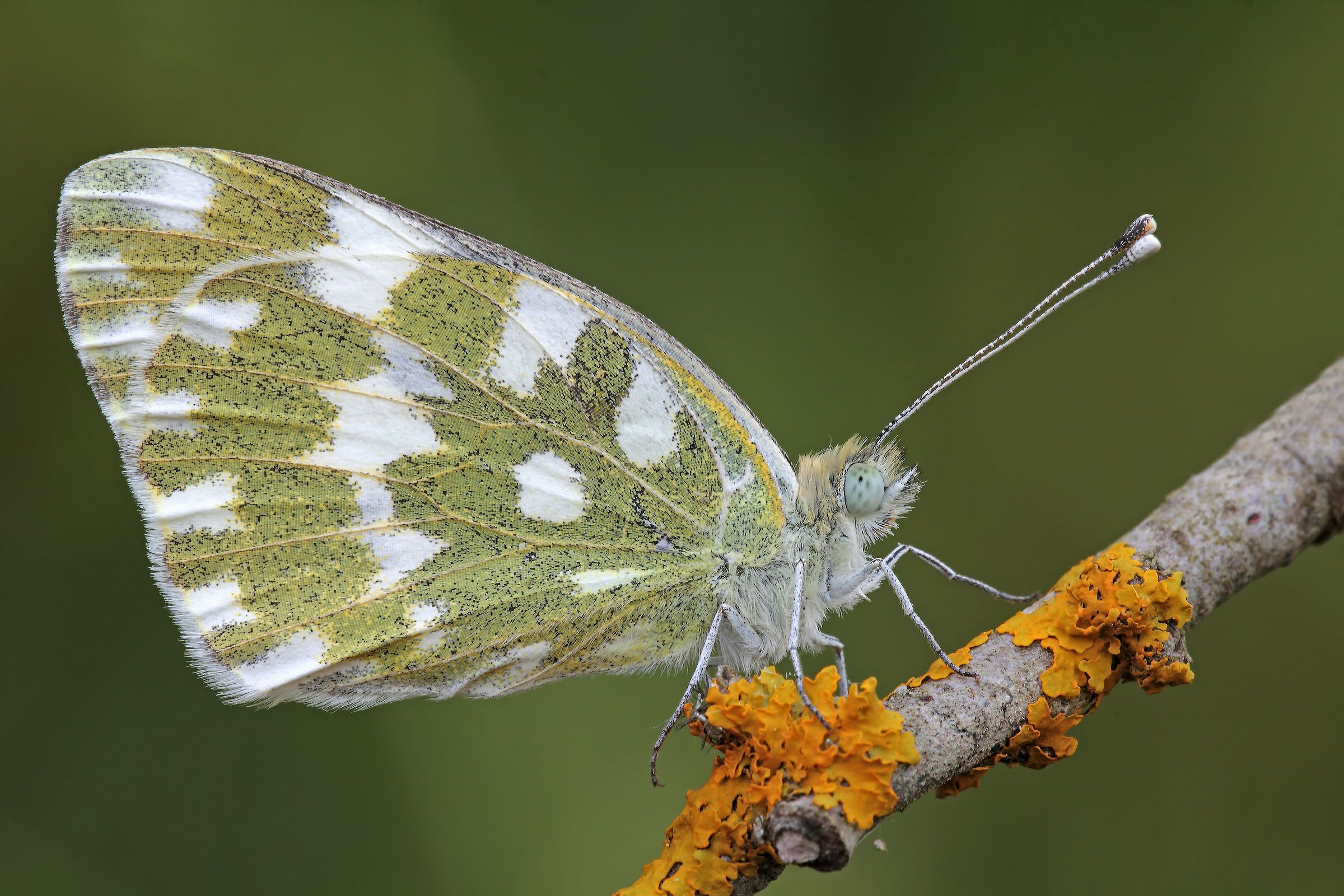 Il Soggetto in Primo Piano !
