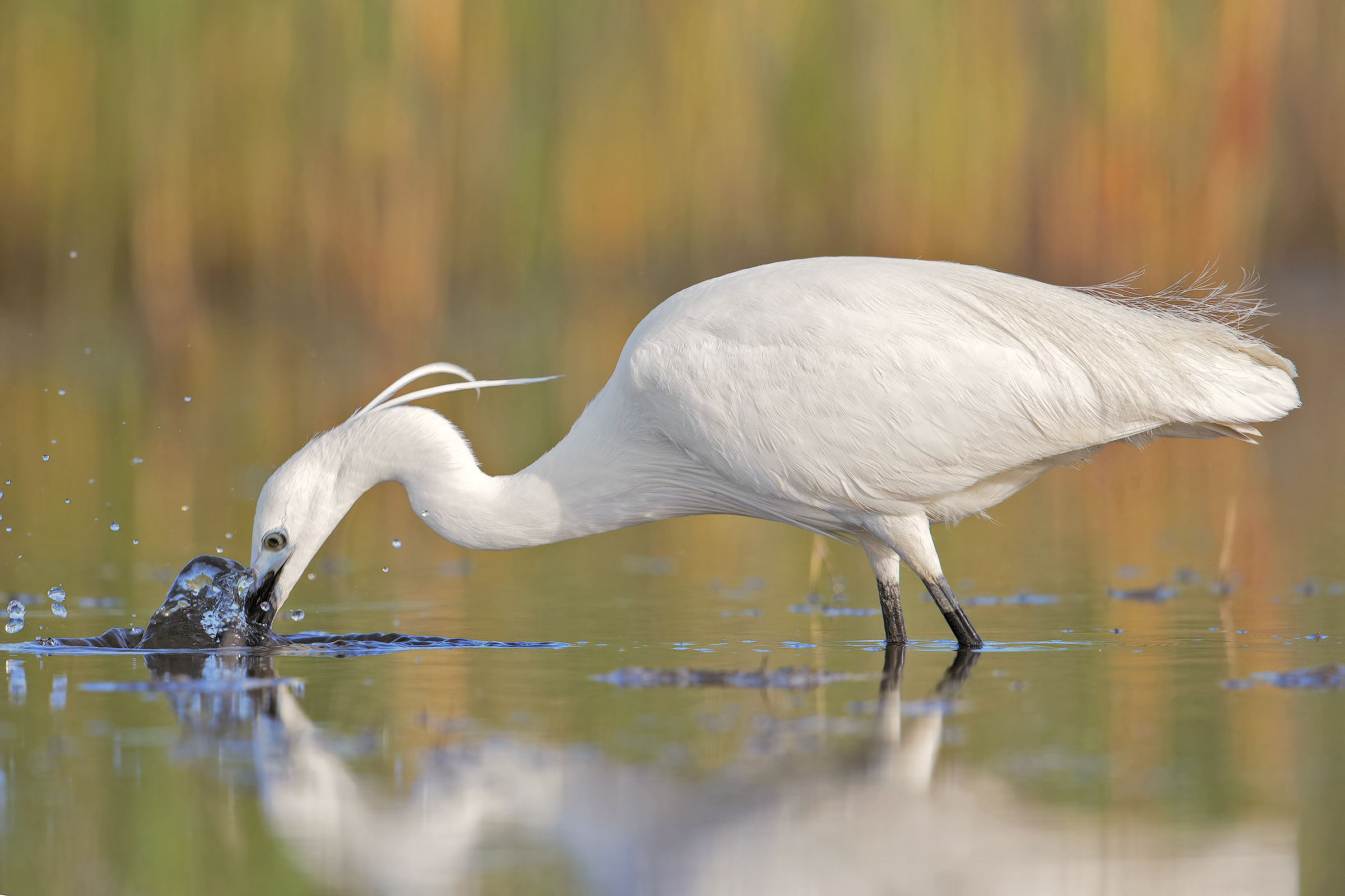 Garzetta..pescatrice!