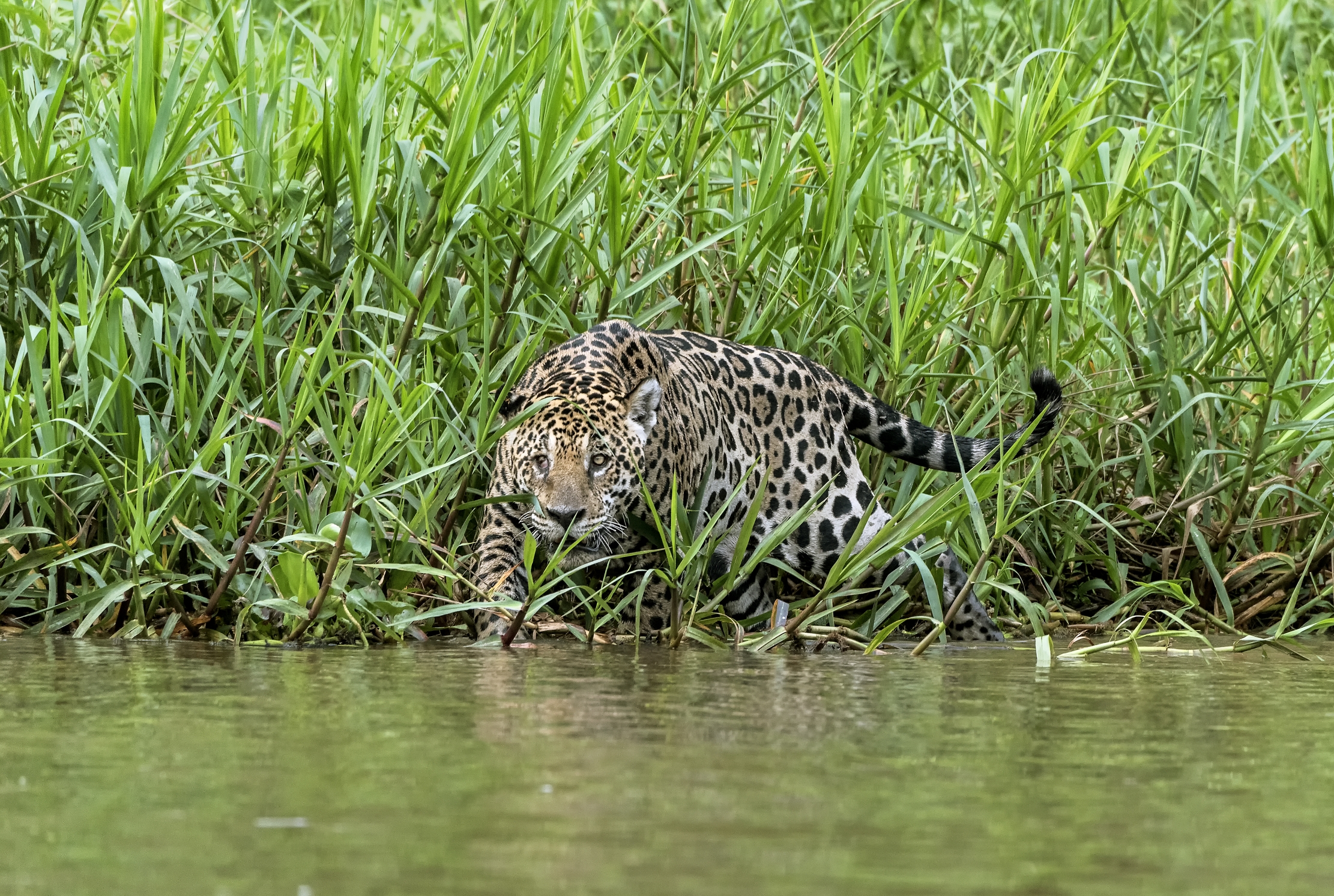 Pantanal 2015 - Jaguar