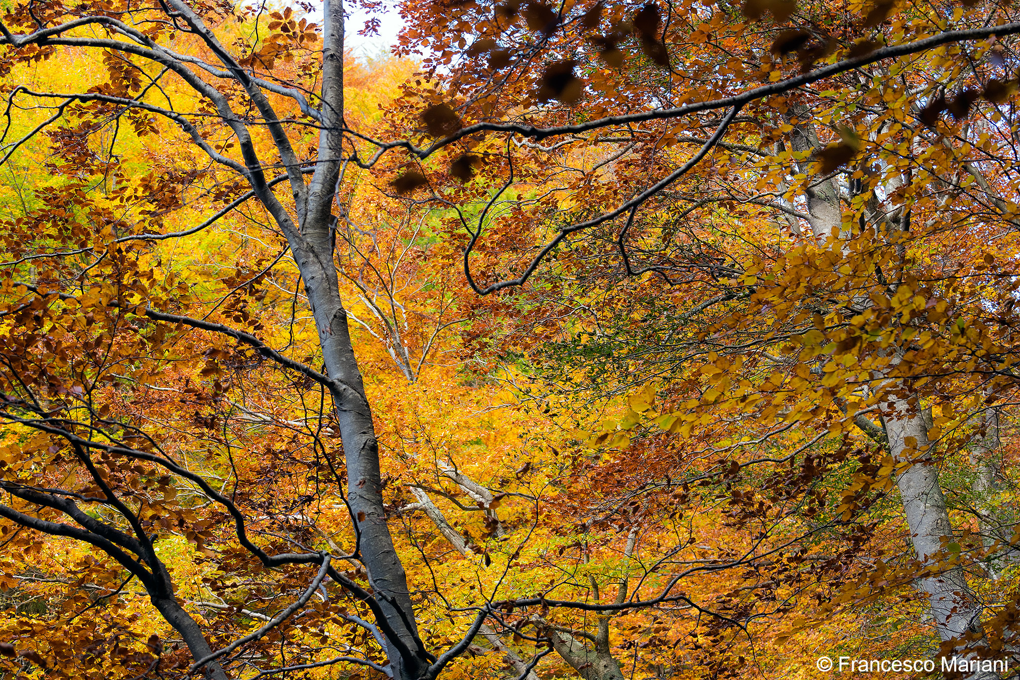 I colori della Faggeta