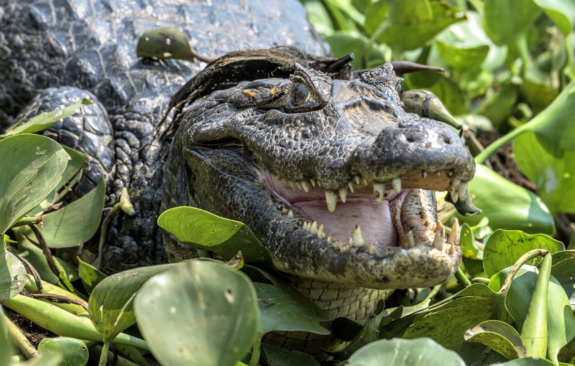 Pantanal 2015 - Caiman