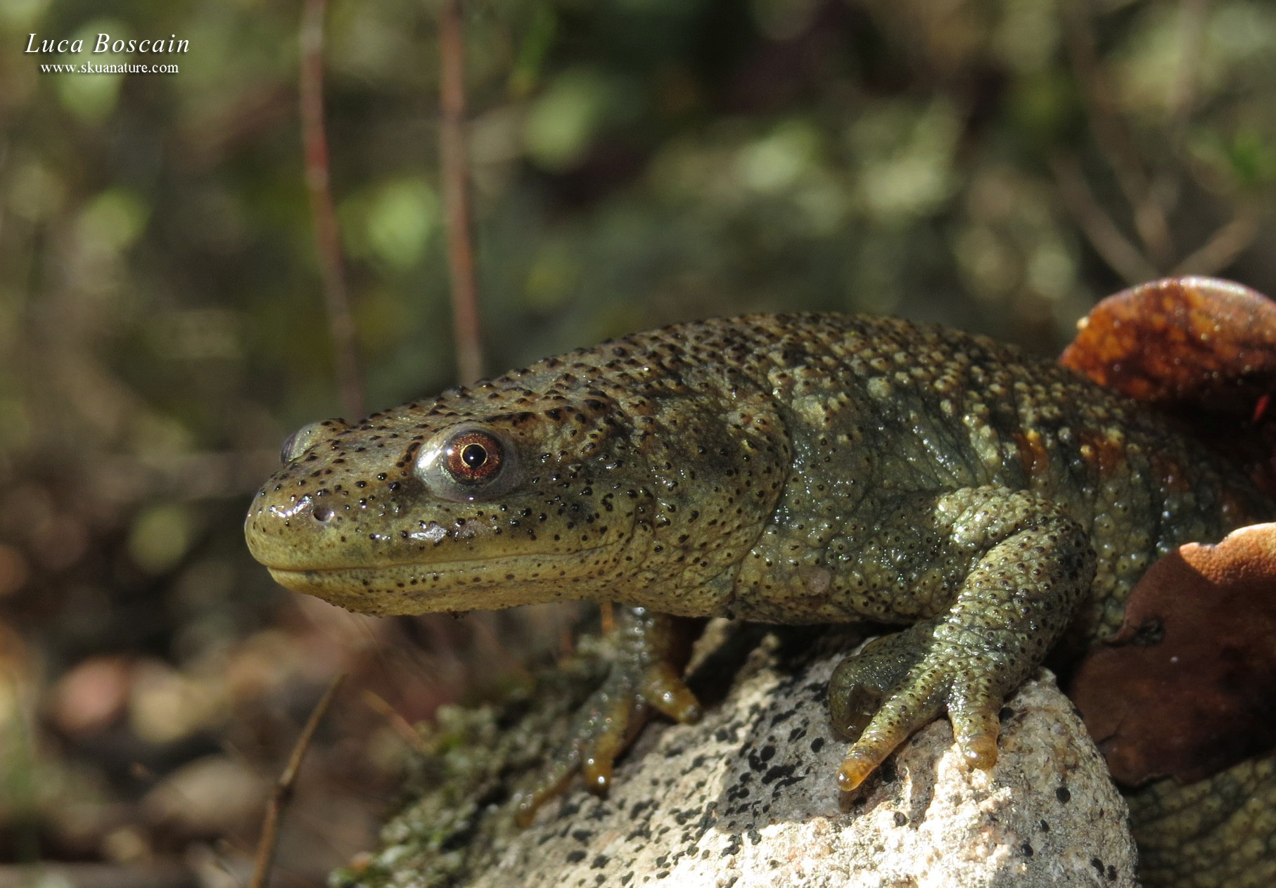 Salamandra pezzata ssp. gallaica / bejarae