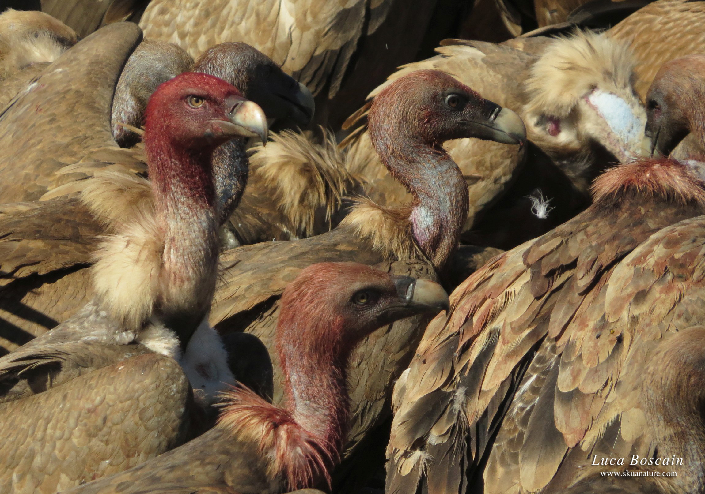 Coda alla mensa aziendale