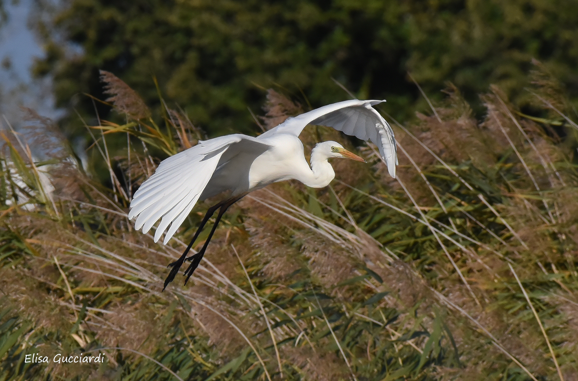 airone bianco maggiore