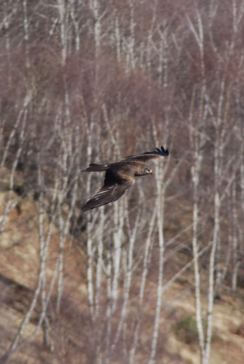 Black kite