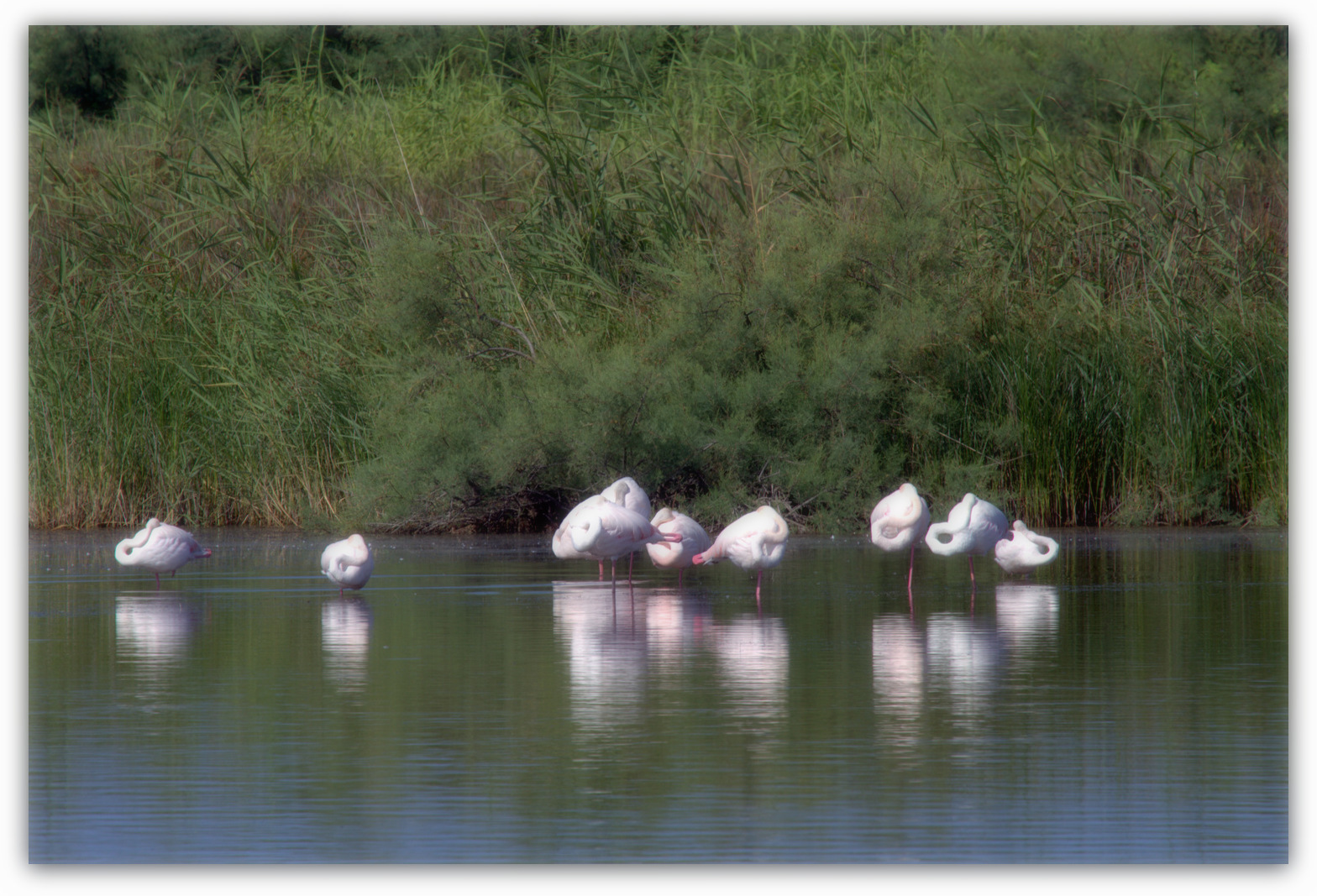 Flamingos - Reserve Foce Volturno