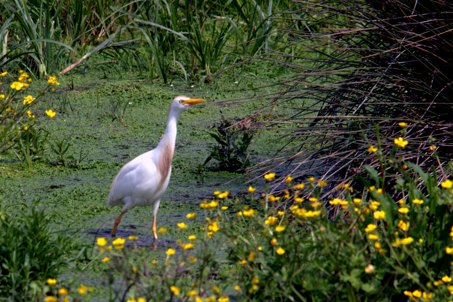 Cattle Egret