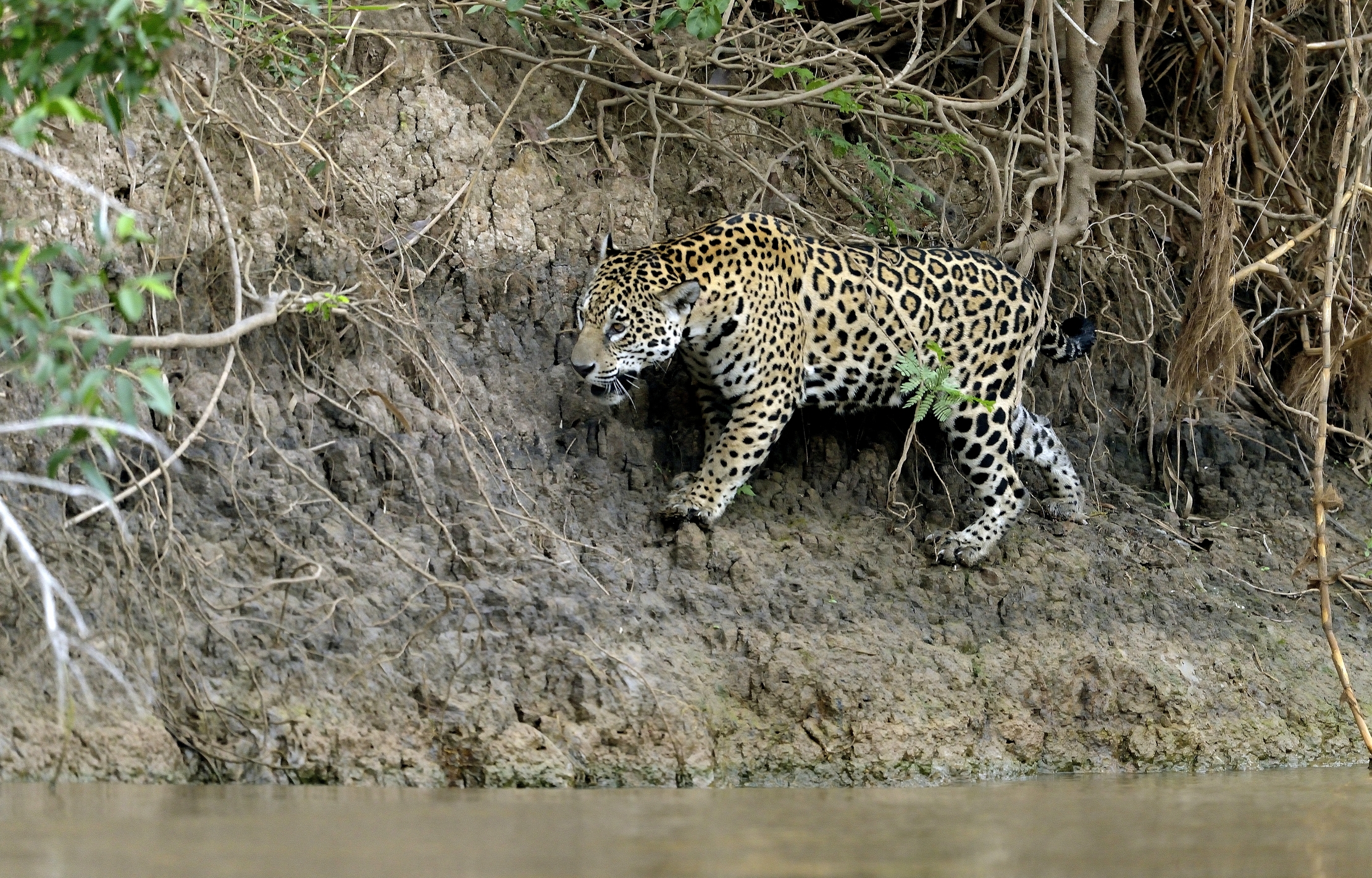 Pantanal 2015 - Jaguar