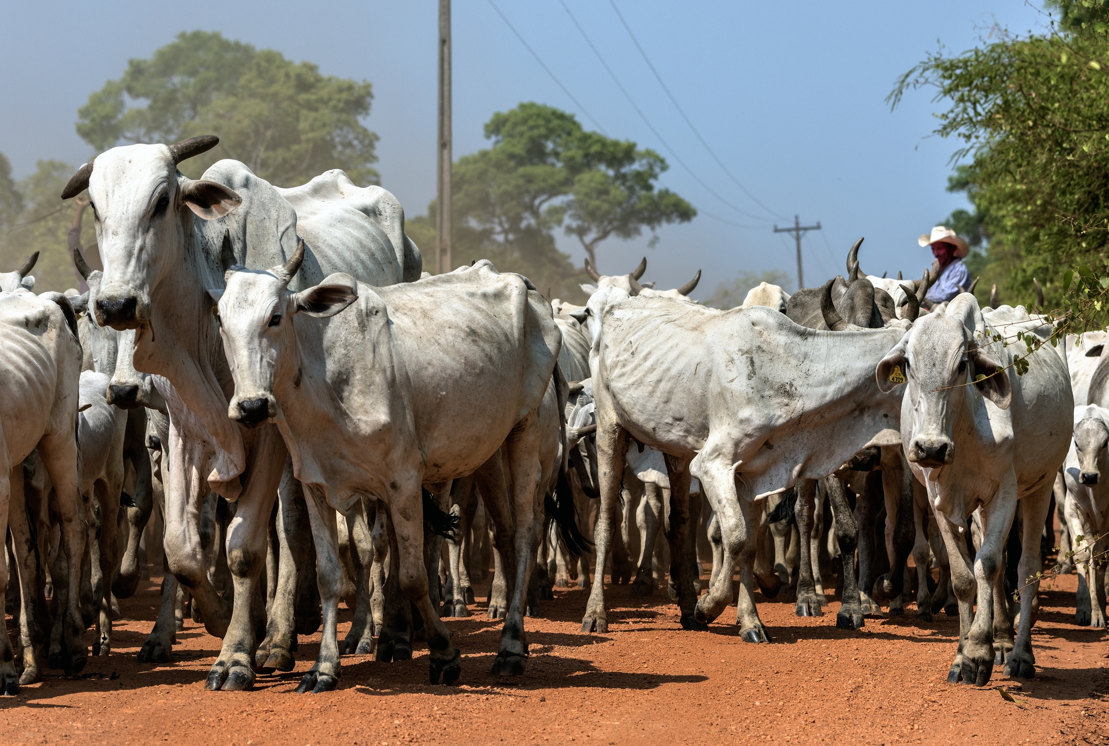 Pantanal 2015 - Pantaneros