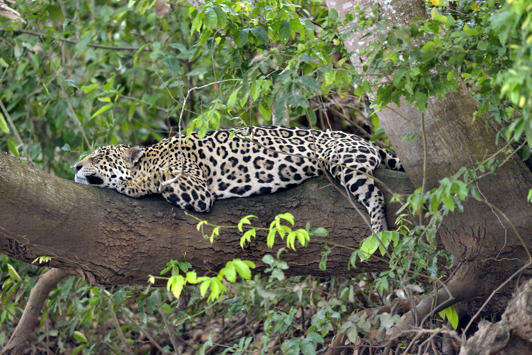Pantanal 2015 - La siesta del Giaguaro