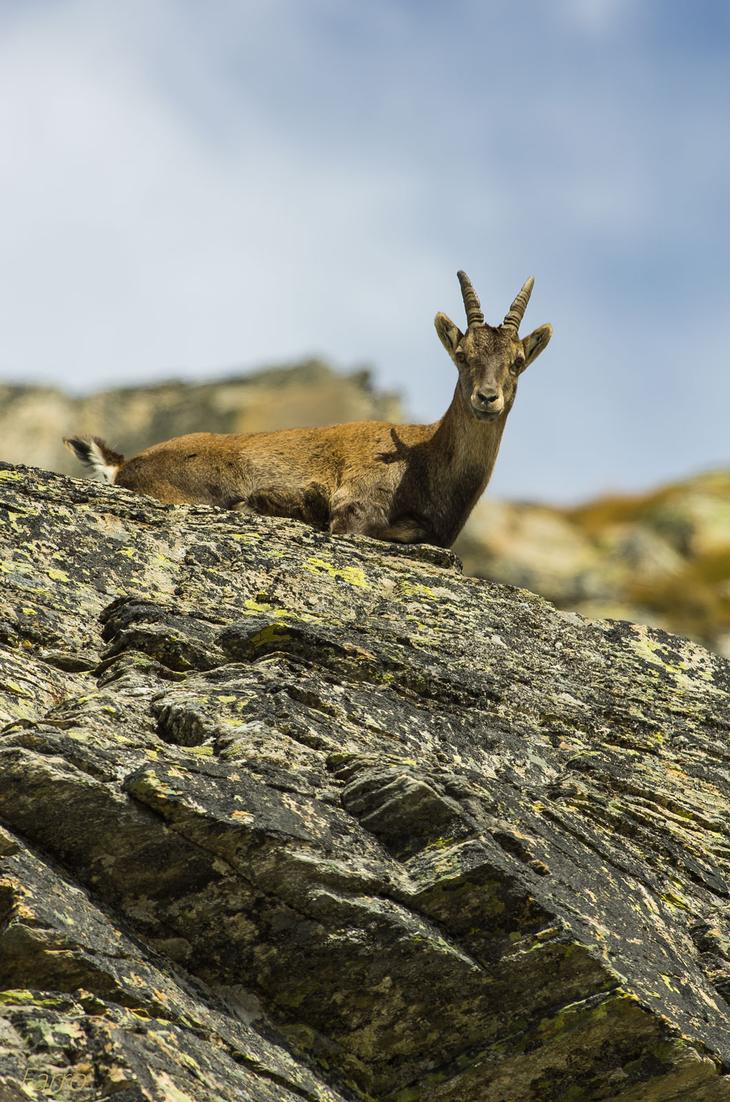 ibex in Gran Paradiso