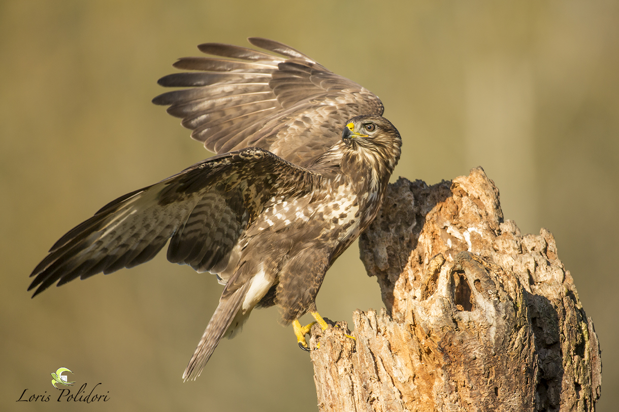 Buzzard