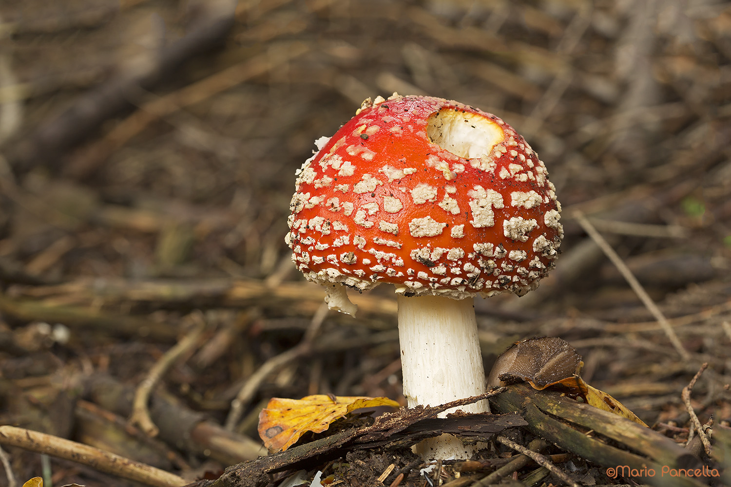 Amanita muscaria