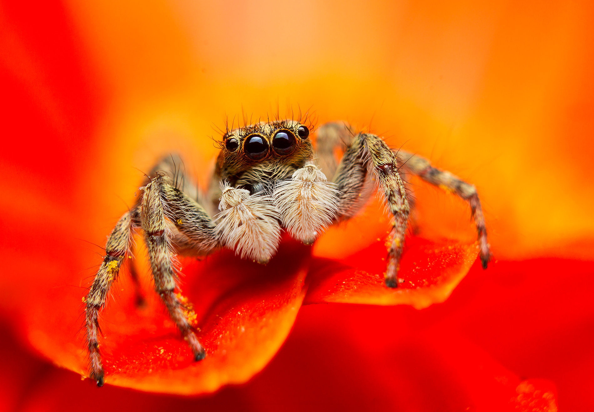 Spider salticidae
